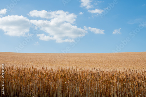 黄金色の麦畑と青空 
