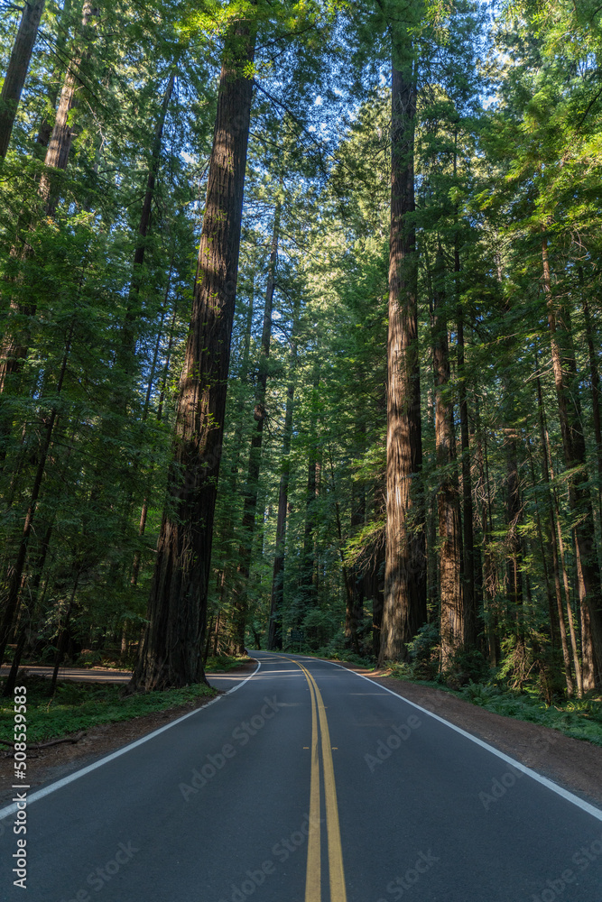 Avenue of the Giants, Humboldt State Park, California