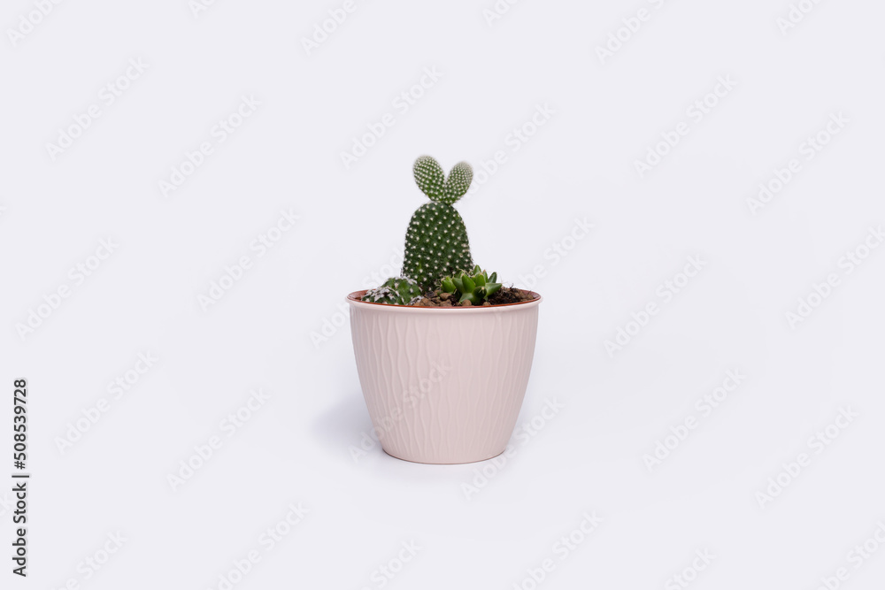 cactus in a pot on a white background, gardening, indoor plant, hobby, ecology, space for text, spring, plant, succulent cactus in a pot on a white background, gardening, indoor plant, hobby, ecology, space for text, spring, plant, succulent