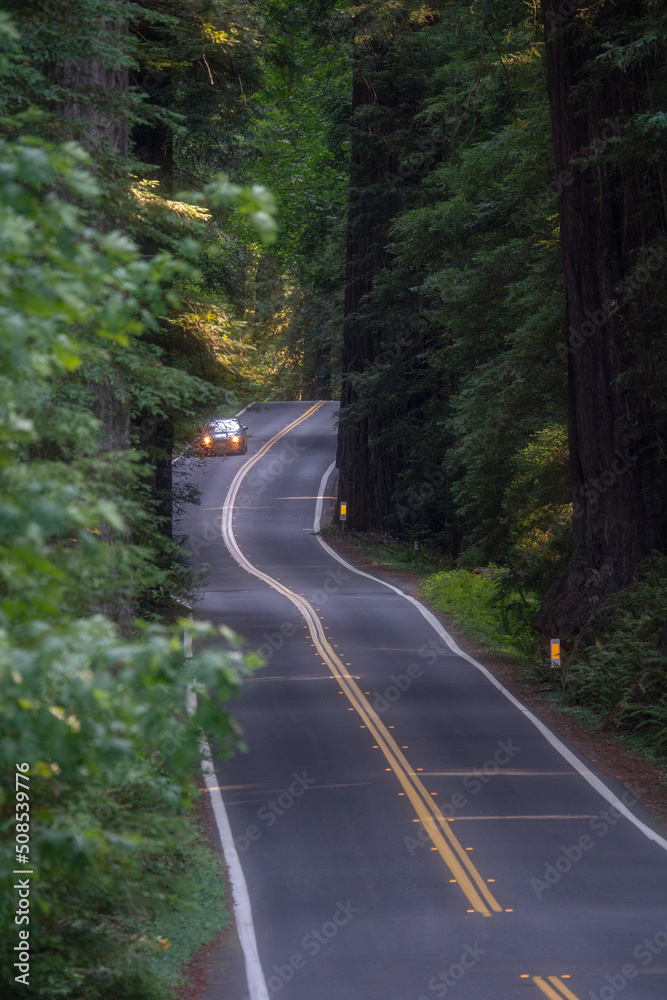 Obraz premium Car driving in redwood forest in California