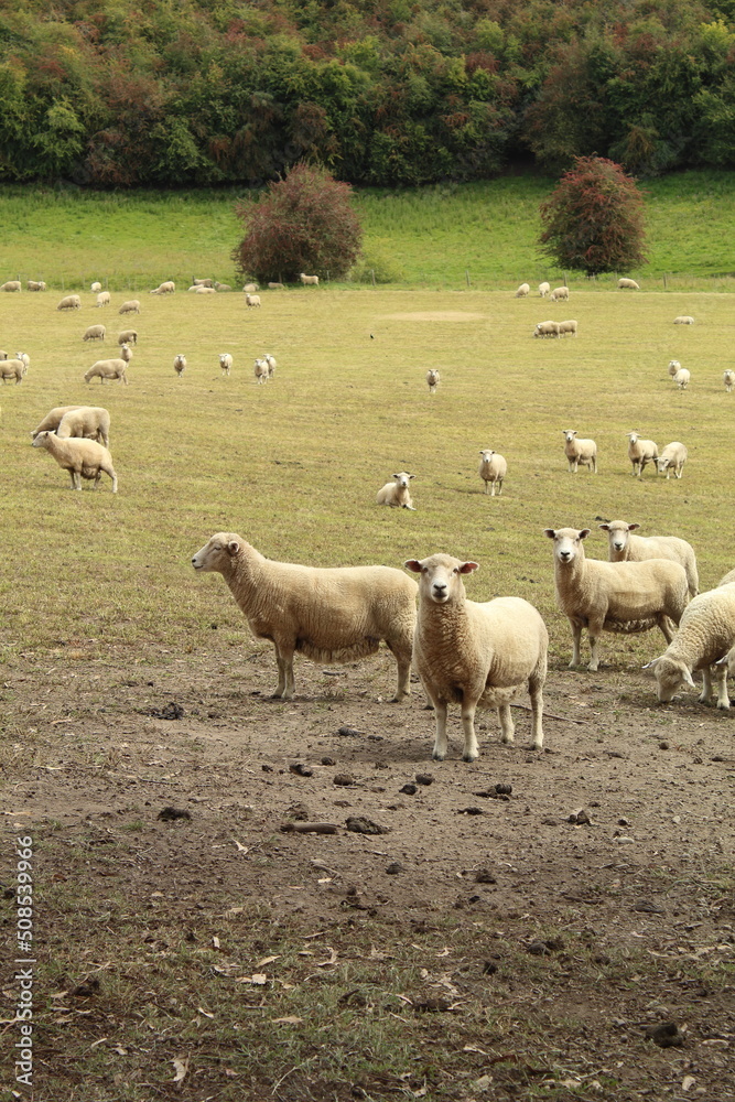 Obraz premium sheep in paddock with trees and shrubs