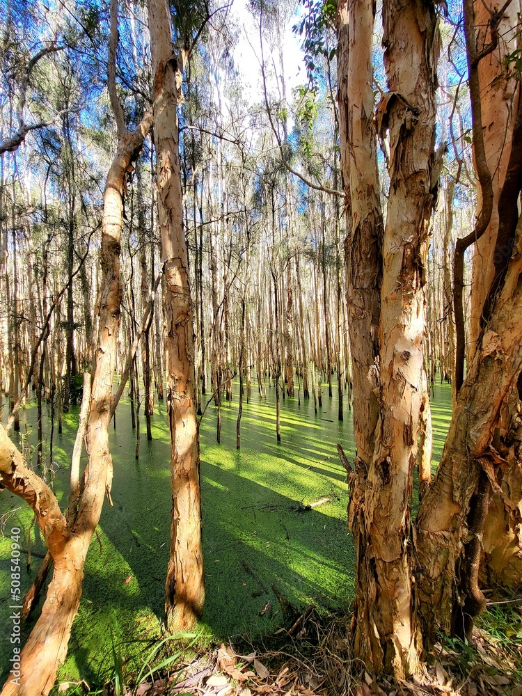 Naklejka premium tress in green water