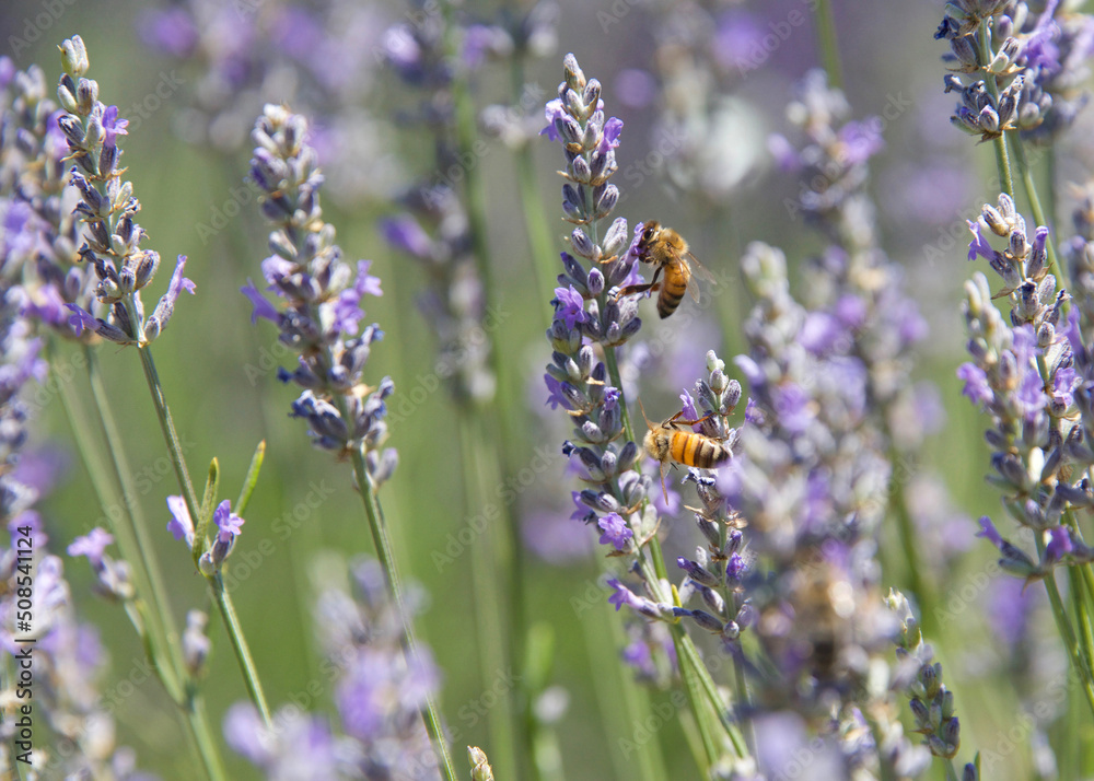 Fototapeta premium Honey bees collecting pollen from fresh blooming lavender flowers.