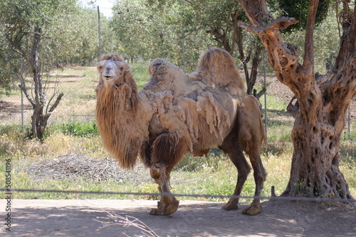 Camel  Scientific Name  Camelus Bactrianus  is a mammal of the Camelid family
