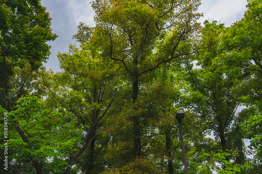 Fototapeta premium 郊外の公園