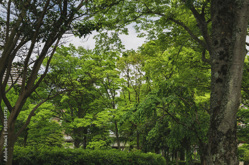 公園から望む高層住宅 公園から望む高層住宅