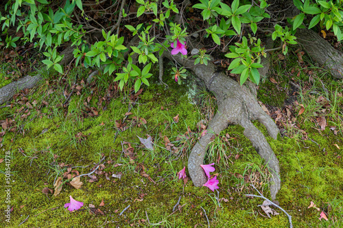 ツツジの落花 photo