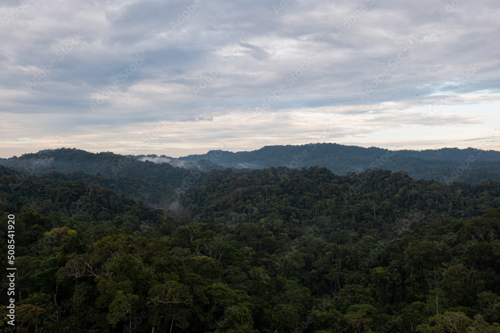 Aerial view of a tropical forest canopy - nature background of the Amazon rainforest with a beautiful cloudscape Aerial view of a tropical forest canopy - nature background of the Amazon rainforest with a beautiful cloudscape