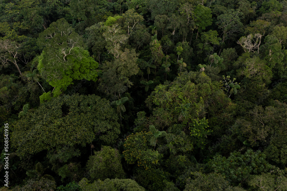 Large biodiversity visible in the Amazon rainforest, a nature background showing the tropical tree canopy from above