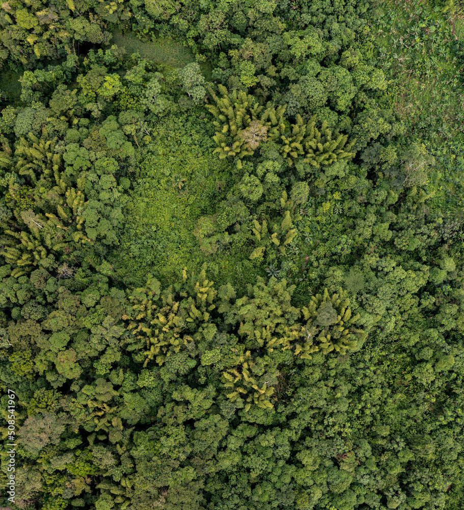 Aerial top view of a natural patch of bamboo growing in a tropical forest of Ecuador, South America