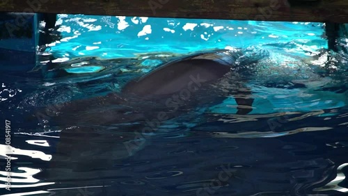 Common bottlenose dolphin (Tursiops truncatus) swimming and playing in captivity photo