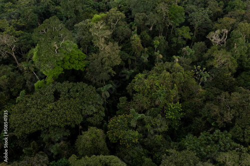 Large biodiversity visible in the Amazon rainforest  a nature background showing the tropical tree canopy from above