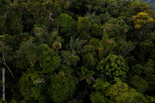 Stunning aerial side view of a tropical forest canopy with a large biodiversity, flowering trees in the Amazon of Ecuador in South America - a Nature background