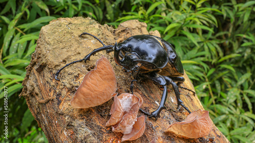 Side view of a Rhinoceros Beetle, Megasoma janus ramirezorum, sitting on a dead trunk photo