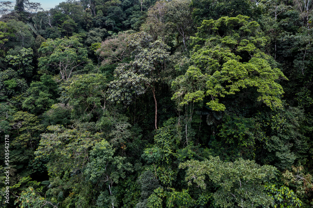 Obraz premium Side view of two large tropical trees in the amazon rainforest of Ecuador, South America - A nature background