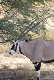 Gemsbok or South African Oryx in the Kgalagadi, South Africa
