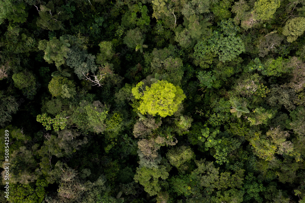 Amazon rainforest seen from above, the largest CO2 sink in the world and the forest with the highest biodiversity - a beautiful nature background