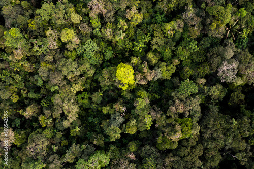 Colorful aerial top view of a tropical forest canopy, the Amazon rainforest is the largest CO2 sink in the world, has the highest biodiversity per hectare and provides beautiful nature backgrounds photo