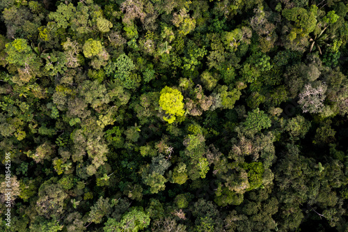 Colorful aerial top view of a tropical forest canopy, the Amazon rainforest is the largest CO2 sink in the world, has the highest biodiversity per hectare and provides beautiful nature backgrounds