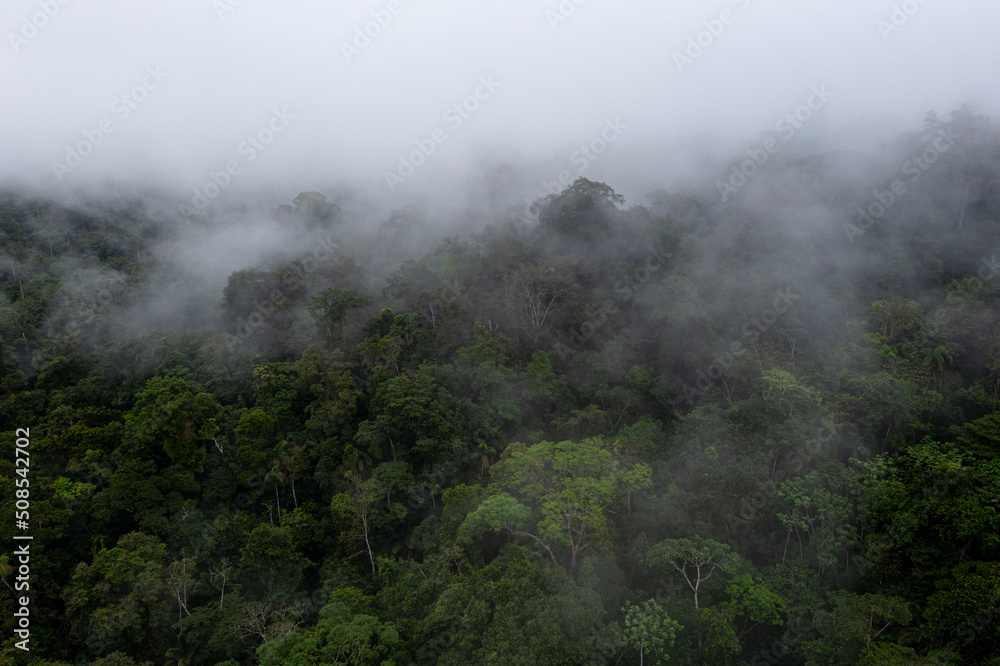 Fog is covering the tree canopy of a tropical forest Fog is covering the tree canopy of a tropical forest