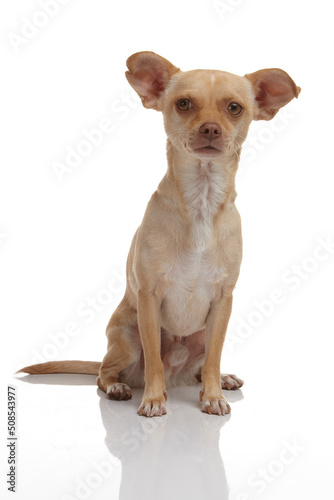 chihuahua mix dog sitting on white back ground photographed in studio