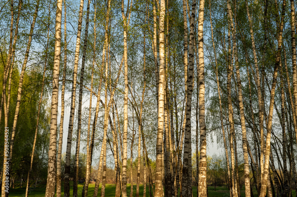 Birch grove in spring. Tree trunks, greenery at sunset. 