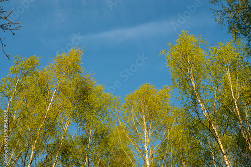 Tops of the mossy birch trees on a sunny day against a blue sky in spring. High quality photo