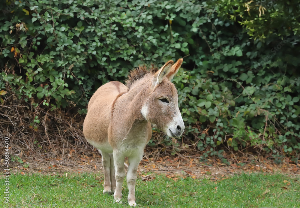 Little cute brown donkey, animal portrait, green tree background, close up Little cute brown donkey, animal portrait, green tree background, close up