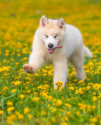 Beige Malamute puppy walking in a field with yellow dandelions stuck out his tongue while running
