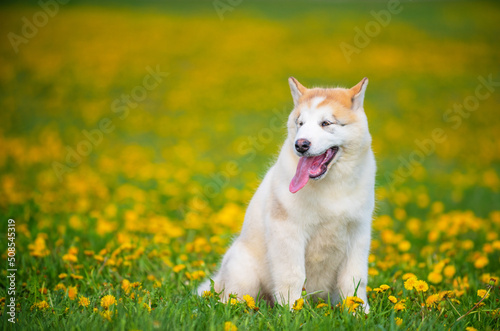 Malamute puppy sits on a field of yellow dandelions in the summer in the park and looks to the side