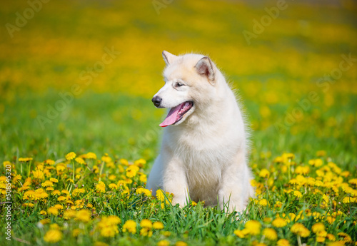 Beige Malamute puppy sitting in the middle of a field of yellow dandelions stuck out his tongue