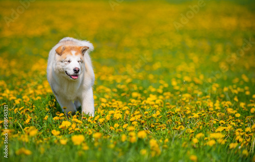 Malamute puppy running across the dandelion field