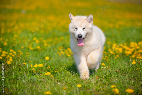 Beige Malamute puppy running in a field of yellow dandelions stuck out his tongue while running