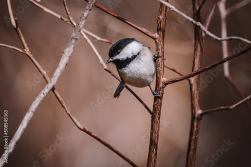 Chickadee Clinging to Branch
