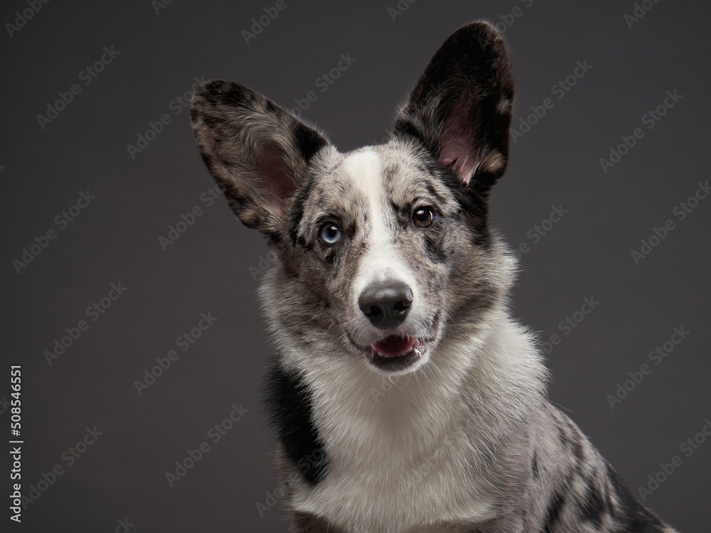 marble welsh corgi cardigan on a brown background. Funny Spotted Pet marble welsh corgi cardigan on a brown background. Funny Spotted Pet