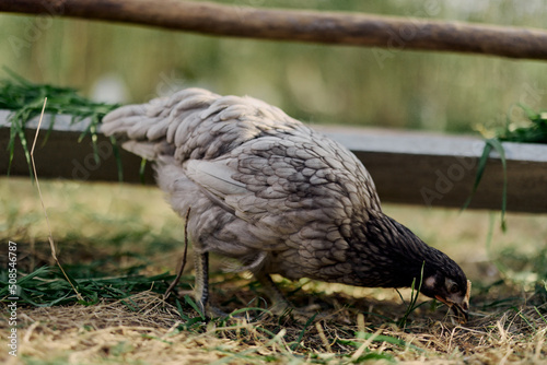 A gray hen pecking at fresh organic feed from a farm feeder while standing on green grass in the nature