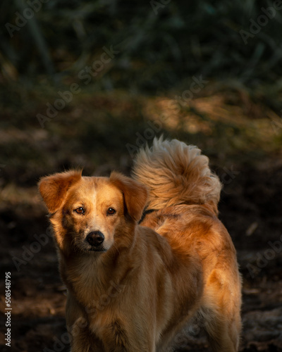 guardian dog posing