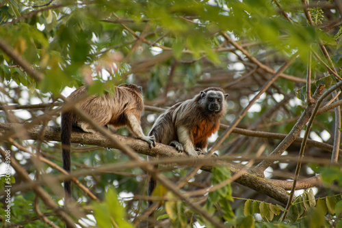 family of titis monkeys playing in the trees