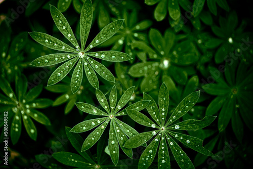 Obraz na płótnie Green Leaf With Dew Drops w salonie