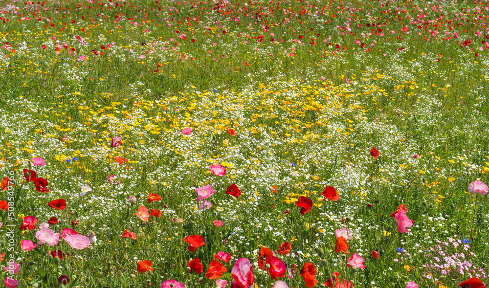 장성 황룡강 강변 노랑꽃 축제장의 아름다운 꽃밭