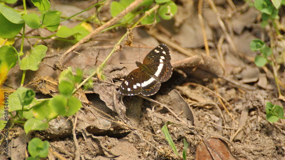 Obraz premium Brown and white butterfly on the ground in the Intag Valley outside of Apuela, Ecuador