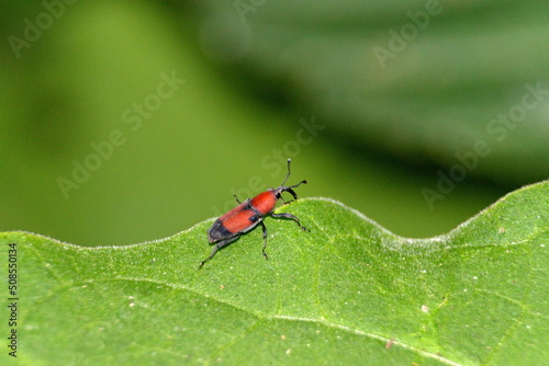 Orange and black weevil on a leaf in the Intag Valley outside of Apuela, Ecuador © Angela
