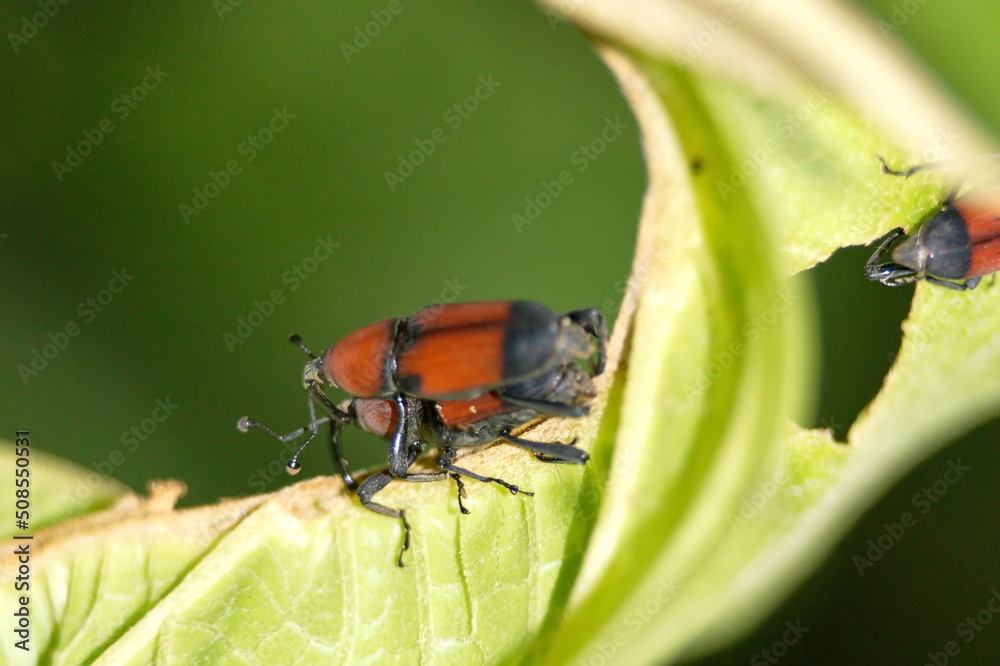 Orange and black weevil on a leaf in the Intag Valley outside of Apuela, Ecuador Orange and black weevil on a leaf in the Intag Valley outside of Apuela, Ecuador