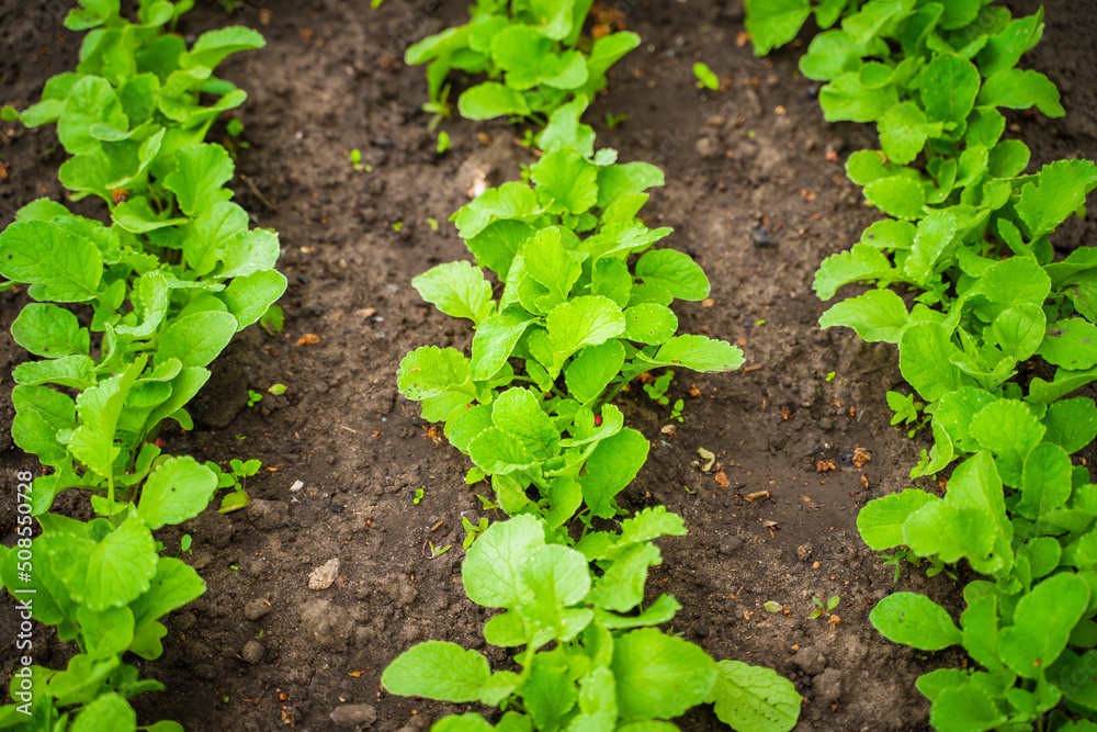 Garden bed with growing radishes. Green radish leaves growing in rows in the soil Garden bed with growing radishes. Green radish leaves growing in rows in the soil