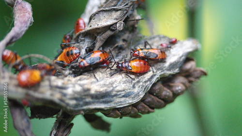 Hatching of orange and black insect nymphs on a dry seed pod in the Intag Valley outside of Apuela, Ecuador photo