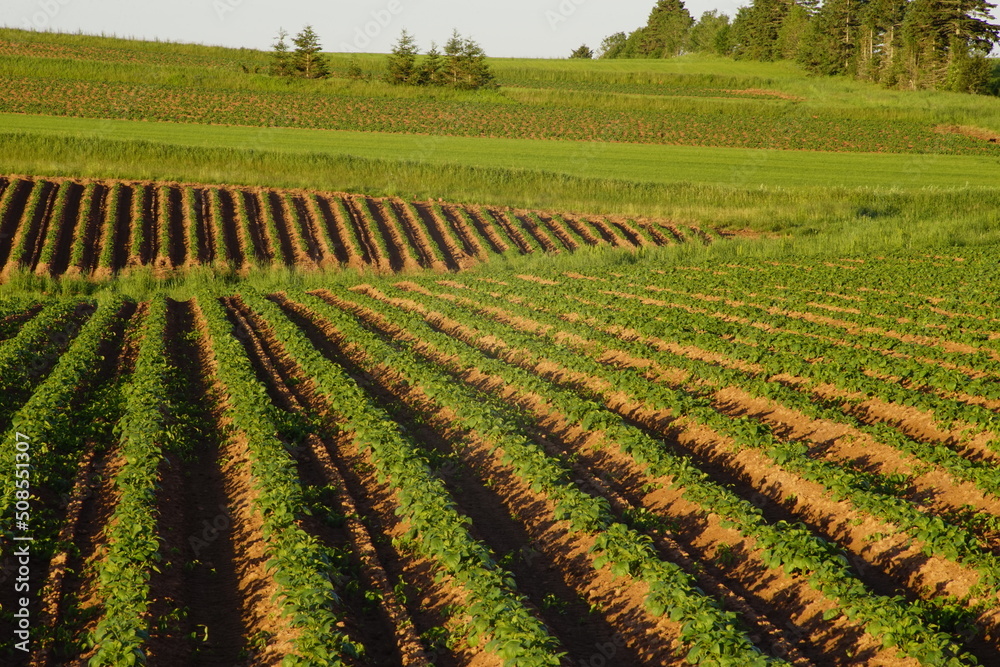 Potato fields, South Granville, Prince Edward Island, Canada