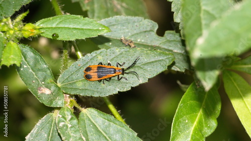Orange and black insect nymph on a leaf in the Intag Valley outside of Apuela, Ecuador © Angela