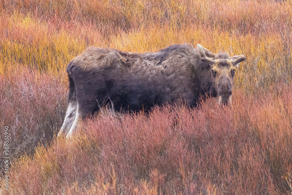 A wild bull moose foraging in a field in Grand Teton National Park in Wyoming. A wild bull moose foraging in a field in Grand Teton National Park in Wyoming.