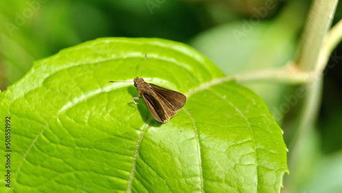 Brown skipper butterfly on a leaf in the Intag Valley outside of Apuela, Ecuador