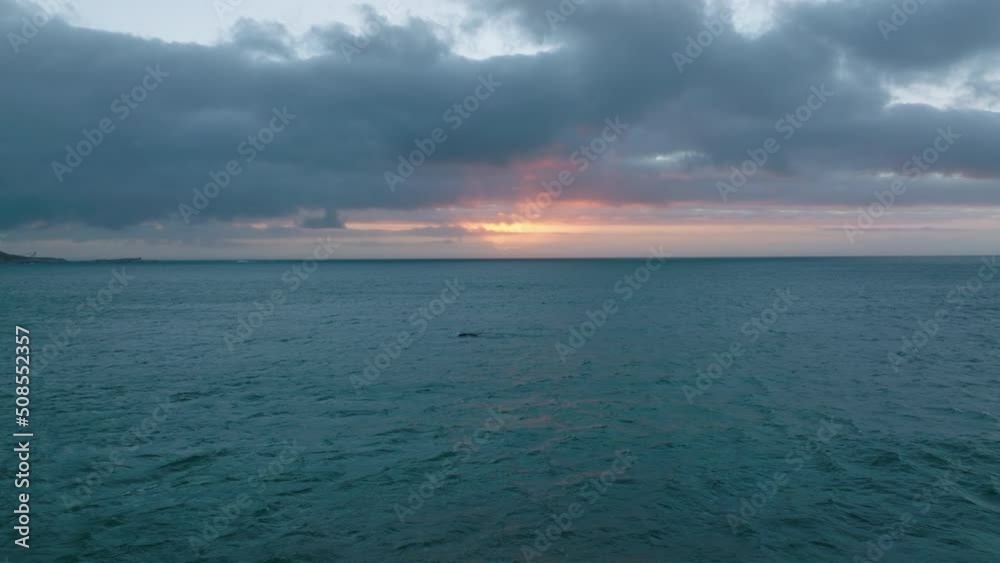 Watching whale in sea at dusk. Fly above water surface, colourful twilight sky in background. Watching whale in sea at dusk. Fly above water surface, colourful twilight sky in background.
